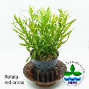 Rotala red cross